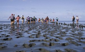wadlopen_680x420pixels-6a6bb0a1
